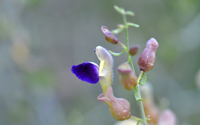 Scutellaria mexicana, Bladder Sage